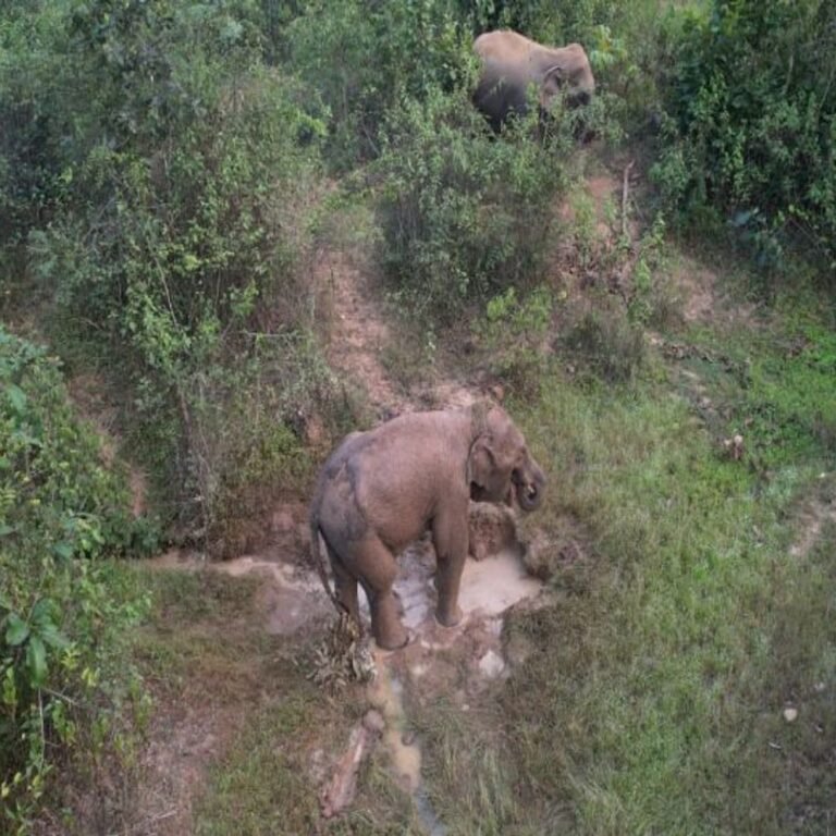 धमतरी में पोटाश बम फटने से हाथी का बच्चा घायल:जबड़े और पैर पर गंभीर चोट, जंगल में कई किलोमीटर तक मिले खून के धब्बे