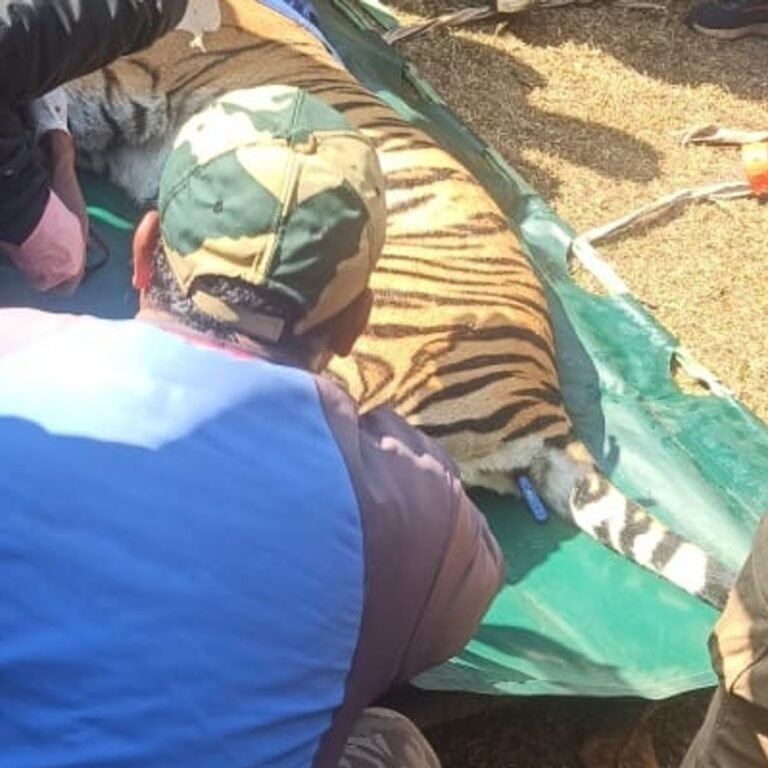 अमरकंटक में बाघिन का रेस्क्यू, घनी झाड़ियों में थी छिपी:कपिलधारा के पास 5 दिन से डेरा जमाए बैठी थी, संजय टाइगर रिजर्व में भेजा