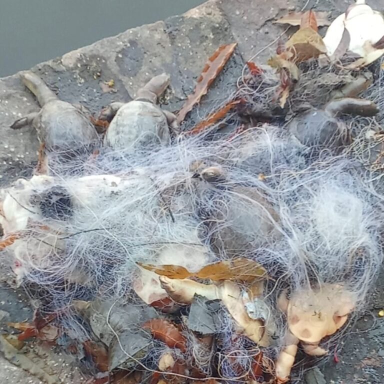 रतनपुर महामाया मंदिर के कुंड में मृत मिले 30 कछुए:जाल में फंसे थे, सीसीटीवी भी बंद मिला, कानन जूलॉजिकल पार्क में हुआ पोस्टमॉर्टम