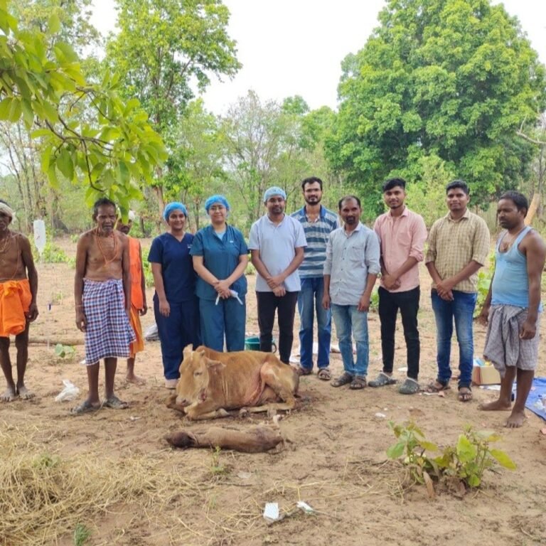 कोंडागांव के दुर्गम जंगल में गाय का सिजेरियन ऑपरेशन:नक्सल प्रभावित क्षेत्र में पशु चिकित्सकों ने 45 किमी दूर जाकर बचाई गाय की जान