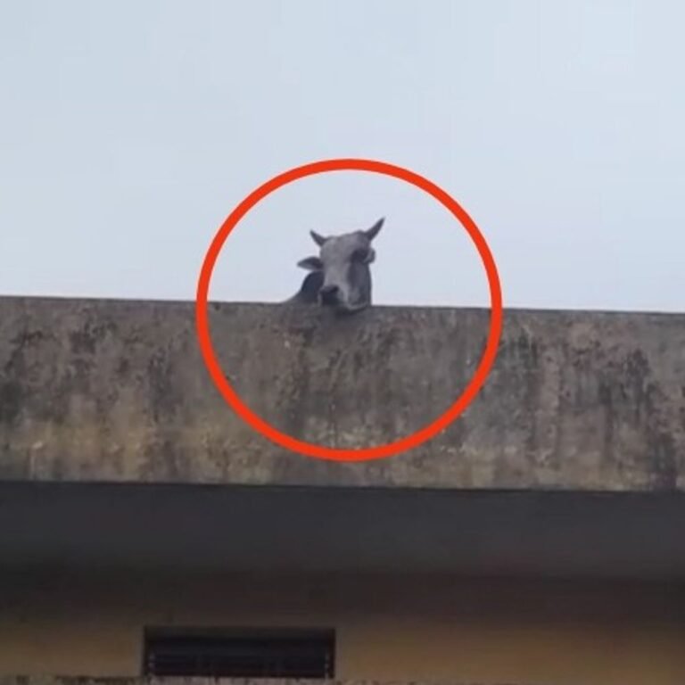 धमतरी में अजीब मामला:निगम के राजस्व कार्यालय की दो मंजिला छत पर पहुंचा सांड, गौसेवक ने चारा देकर उतारा