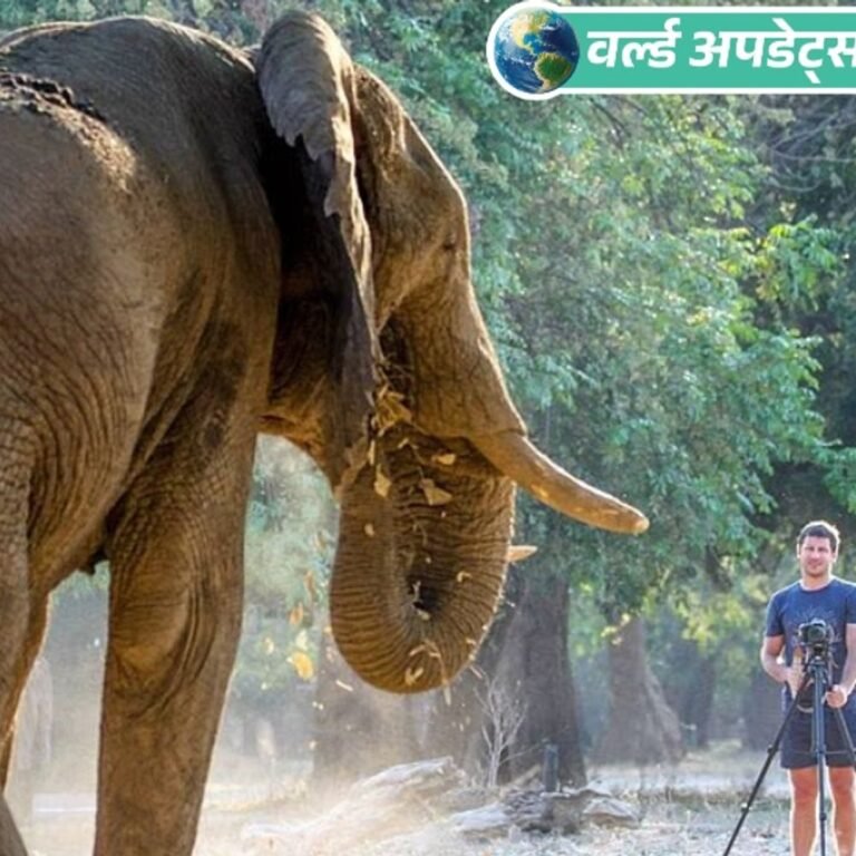 वर्ल्ड अपडेट्स:दक्षिण अफ्रीका के गोंडवाना रिजर्व के मालिक की हाथी के हमले में मौत