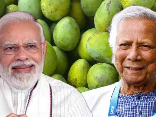 बांग्लादेश ने PM मोदी को 1000 किलो आम भेजे:यूनुस ने बरकरार रखी मैंगो डिप्लोमेसी, ममता को भी हरिभंगा आम गिफ्ट