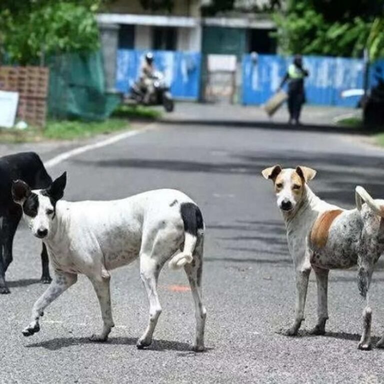आवारा कुत्तों पर सुप्रीम कोर्ट का फैसला आज:डॉग्स को शेल्टर होम भेजने के आदेश से विवाद शुरू हुआ, 7 दिन पहले फैसला सुरक्षित रखा था