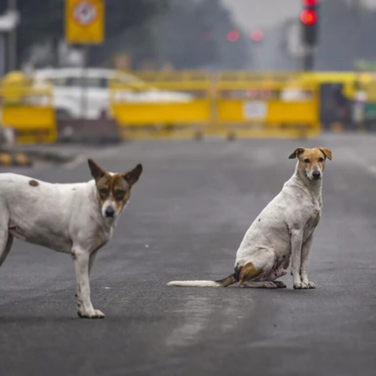 SC का आदेश- स्कूल, कॉलेज, अस्पताल से आवारा कुत्ते हटाएं:नसबंदी करके शेल्टर होम में रखें, जहां से पकड़ें वहीं न छोड़ें