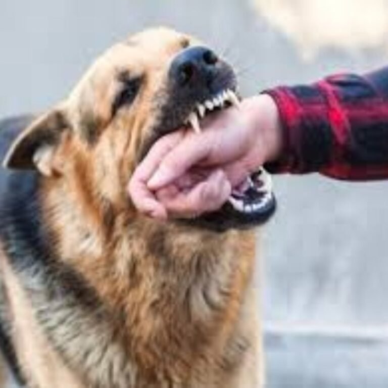 अवैध रूप से पाले गए पिटबुल ने युवक को काटा:परिजनों ने की कार्रवाई की मांग, रायपुर में 15 दिन में डॉग बाइट की तीसरी घटना