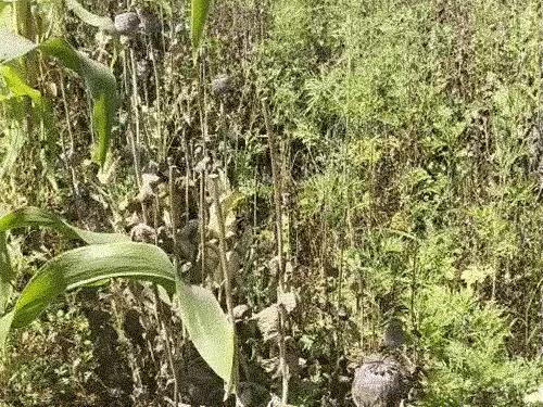 बलरामपुर में कुसमी के बाद कोरंधा में अफीम की खेती:डेढ़ एकड़ में लगी फसल, झारखंड से लगा है एरिया, भूपेश बोले- ये तीसरी घटना