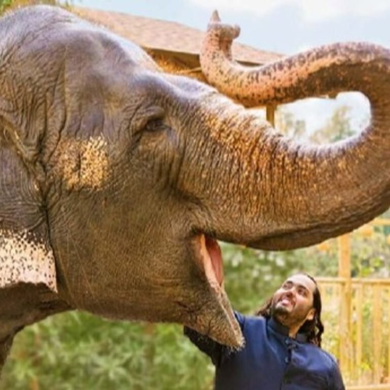 सुप्रीम कोर्ट बोला-वनतारा में किसी कानून का उल्लंघन नहीं हुआ:करणार्थम विरम फाउंडेशन की याचिका खारिज; पिछले साल की SIT रिपोर्ट को सही ठहराया