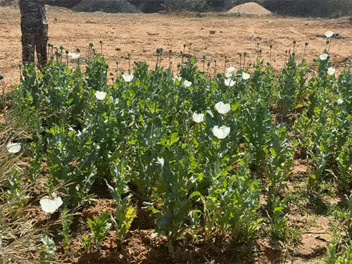 रायगढ़ में फिर मिली अफीम की खेती:लैलूंगा एरिया में की जा रही थी, पुलिस टीम मौके पर मौजूद, 17 दिन में पांचवां मामला