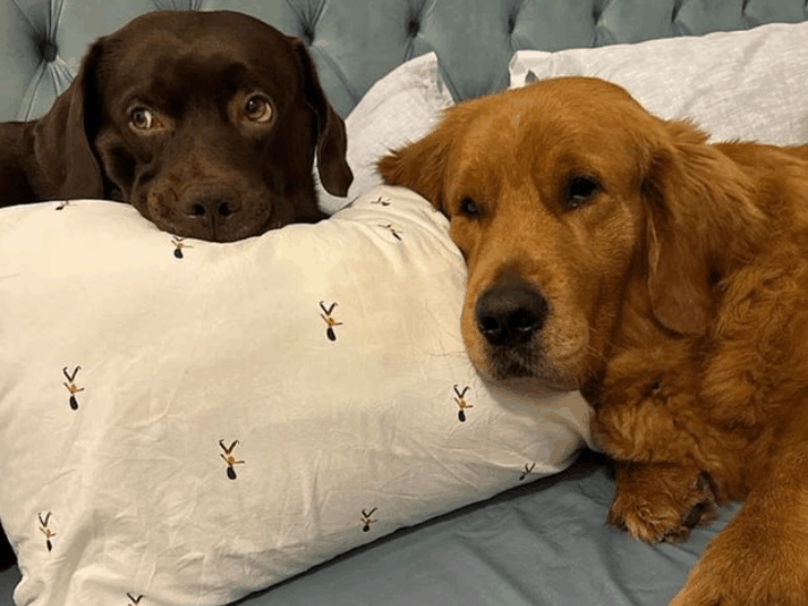 ईरान जंग- लोग पालतू कुत्ते-बिल्ली को छोड़कर भागे:बिना खाना-पानी दिए खंभे से बांधा, नोट लिखा- सॉरी देश छोड़ रहा हूं; 23 PHOTOS