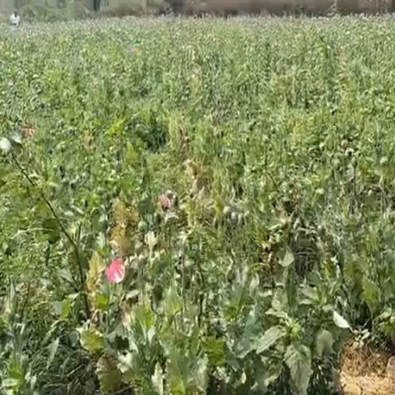 रायगढ़ के तमनार में मिली अफीम की खेती:डेढ़ एकड़ में उगाई गई फसल, मौके पर पहुंची पुलिस; 15 दिन में चौथा मामला