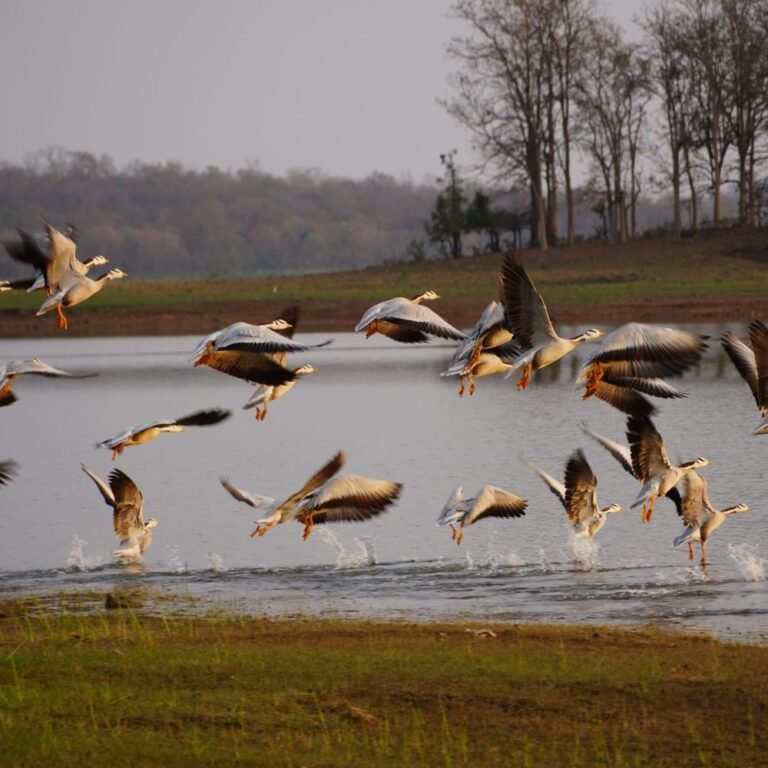 खैरागढ़-राजनांदगांव में 296 पक्षी प्रजातियां दर्ज:क्षेत्र बना महत्वपूर्ण बर्ड हॉटस्पॉट, दुर्लभ पक्षियों का प्रजनन स्थल
