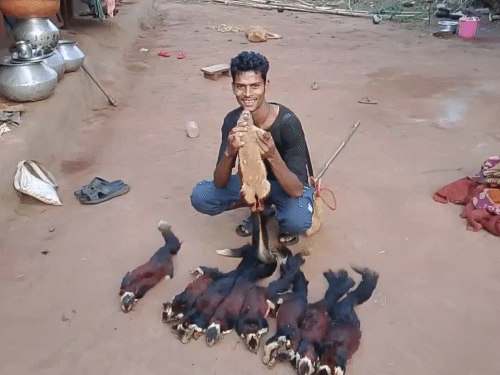 दंतेवाड़ा में महाराष्ट्र के राजकीय पशु ‘शेकरू’ का शिकार:गुलेल से मारी 9 दुर्लभ गिलहरियां, हिड़मा के गाने पर रील बनाई तो पकड़ाया