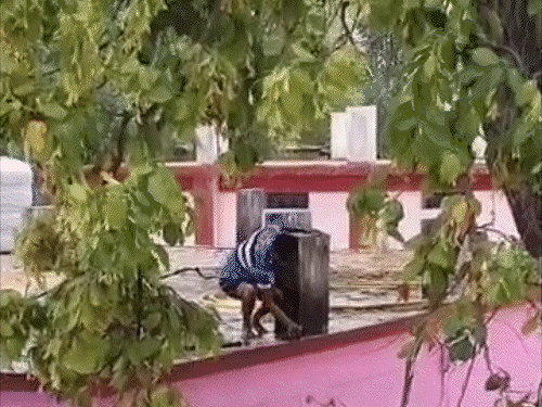 पेड़ से अधिकारी का तोता उतारने बुलाया फायर ब्रिगेड,VIDEO:नारायणपुर में पालतू तोते पर बौछार, हजारों लीटर पानी बहाया; पानी की बर्बादी पर लोग नाराज