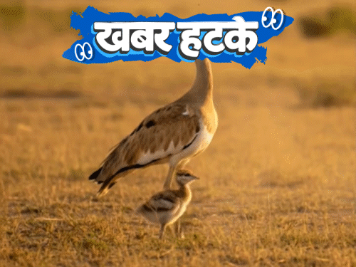 खबर हटके-चिड़िया के एक बच्चे के लिए 50+ जवान तैनात:नाले से निकली गैस से जल रहा चूल्हा; MBA करने के लिए ₹80 लाख में किडनी बेची