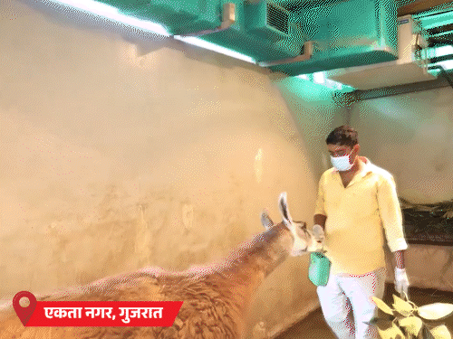महाराष्ट्र का अमरावती-वर्धा देश में सबसे गर्म, तापमान 46°C:गुजरात की जंगल सफारी में जानवरों के लिए AC, वडोदरा के जू में बर्फ रखी