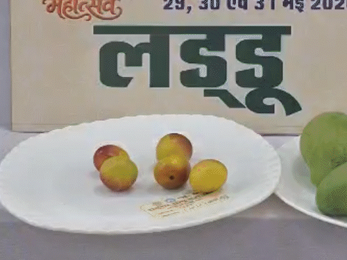 अफगानिस्तान के आमीर गोल से लेकर जापान का मियाजाकी आम:रायपुर मैंगो फेस्टिवल में 250 वैरायटी; छोटे लाल लड्डू, 6kg के हाथीझूल ने खींचा ध्यान