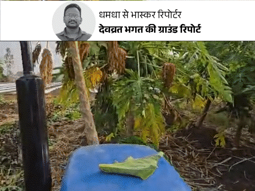 फ्यूल क्राइसेस से ट्रांसपोर्ट रुका, मवेशी खा रहे पपीते:किसान बोले- डीजल नहीं, खून जल रहा, जमीन बेचने की नौबत, खड़ी फसल पर चलाया ट्रैक्टर