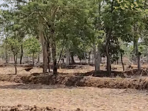 कुएं में गिरा तेंदुआ, बाहर निकलते ही कूदकर भागा,VIDEO:बालोद में दहशत में तालाब में कूदे ग्रामीण, बिना ट्रेंकुलाइज रेस्क्यू किया था, धारा-163 लागू
