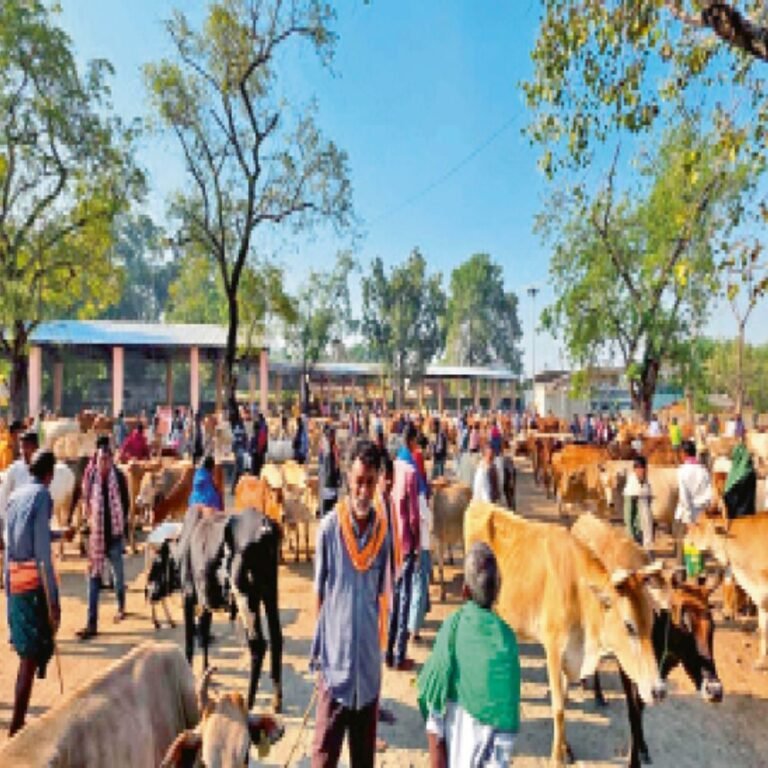 गो-तस्करों का कॉरीडोर:छत्तीसगढ़ के सरहदी गांवों से खरीदी, ओडिशा में सौदा और आंध्र में कटाई