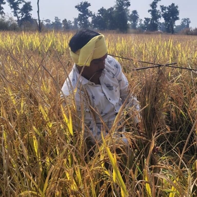 खून की कमी दूर करने:ब्रेस्ट कैंसर को मात देने वाले ‘संजीवनी’ की खेती, महासमुंद में किसान कर रहे अनोखे धान की खेती, कई राज्यों में डिमांड