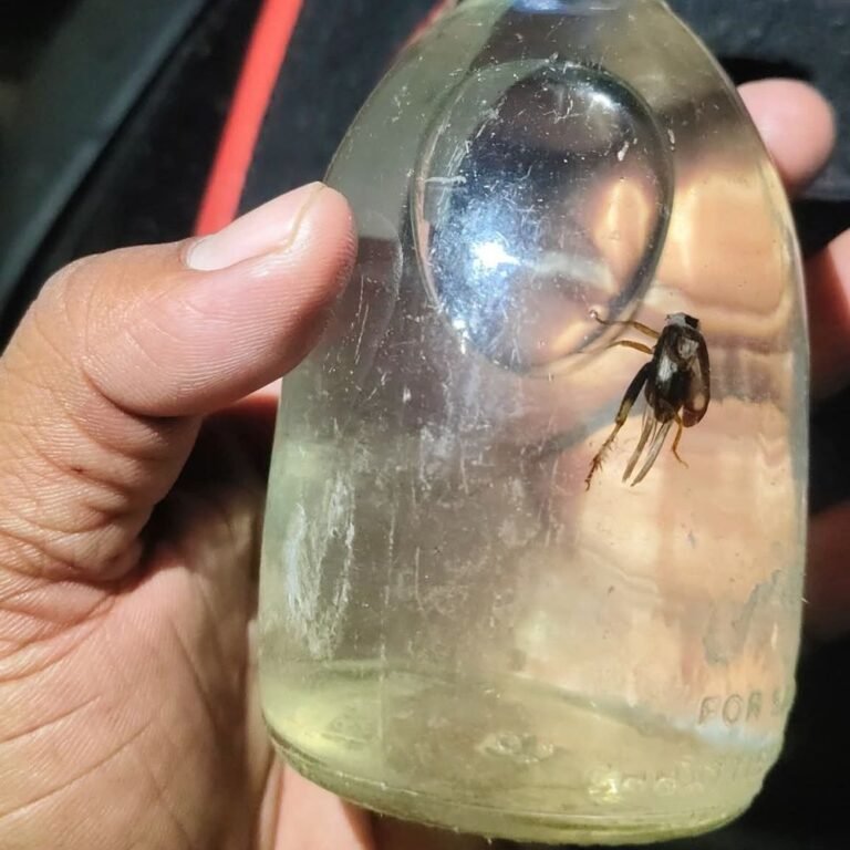 सक्ती में सीलपैक शराब बोतल में मिला कीड़ा, VIDEO:लोग बोले-पैकेजिंग और निगरानी व्यवस्था की जांच की जाए, 10 दिनों में दूसरा मामला
