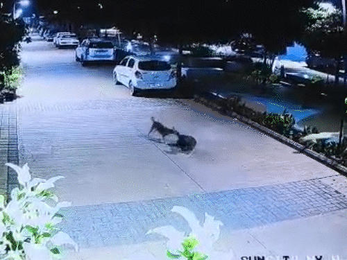 5 साल के बच्चे को कुत्तों ने घेरकर नोंचा, VIDEO:राजनांदगांव के रिहायशी कॉलोनी में घुसे आवारा कुत्ते; पैर और जांघ में काटने के निशान