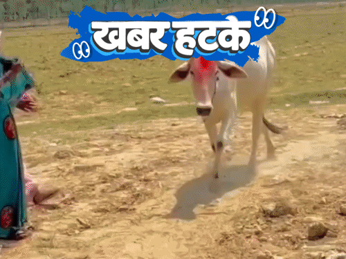 खबर हटके- गोल-गोल चक्कर काट रही गाय की पूजा:ट्रेन लेट लेकिन युवक पर लगा ₹500 का जुर्माना; ज्यादा काम करने पर बॉस ने डांटा