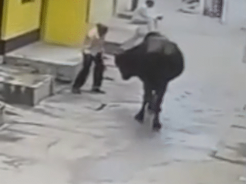 सांड ने सींग से उठाकर पटका, फिर घूरता रहा, VIDEO:कोरबा में बाजार जा रहा था शख्स, हालत नाजुक, 5 दिनों में 6 पर हमला