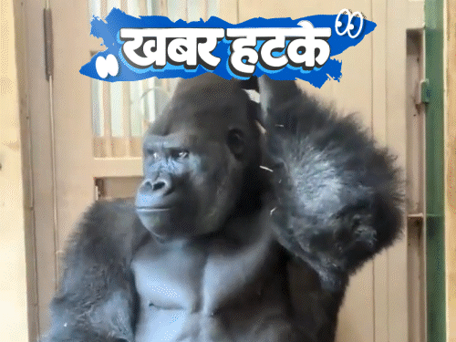 खबर हटके-फीमेल पार्टनर से लड़ाई, डिप्रेशन में गोरिल्ला:पत्नी से दूर रहने के लिए बैंक लूटा, मिली घर रहने की सजा; आईफोन से गिरी जन्मदर