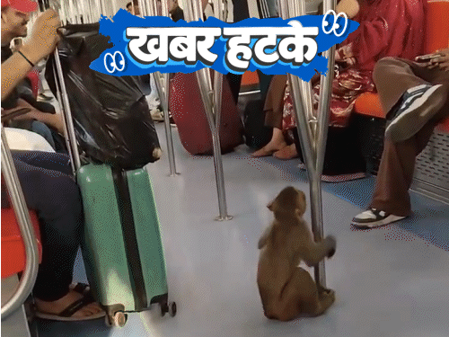खबर हटके-गर्मी में गमछा लहराया तो ट्रेन रुकी:मेट्रो में बंदर का सफर, लड़की को किस किया; टॉयलेट में मिली 10 साल पहले गिरी अंगूठी