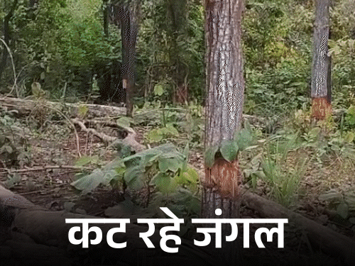 अबूझमाड़ में सरकारी पट्टे के लिए काट रहे जंगल, VIDEO:आजादी के बाद पहली बार राजस्व सर्वे, गांव छोड़कर गए लोग लौटे, इसलिए भी कटाई