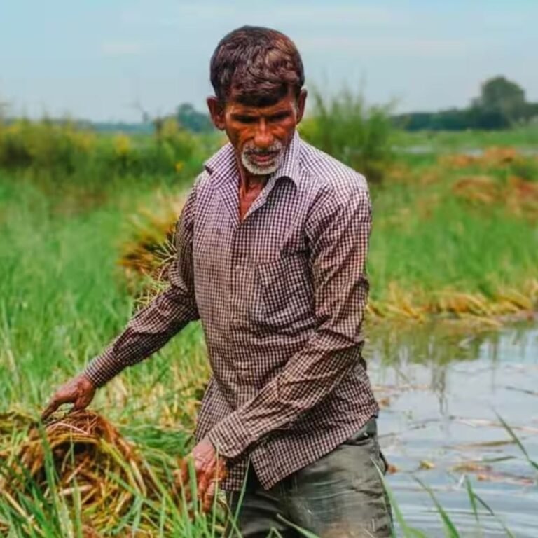 खरपतवार, कीड़े-बीमारी, इनसे जीते तो 25-30% पैदावार बढ़ना तय:विशेषज्ञ की सलाह- उपाय नहीं किया तो नुकसान तय, फसल के शुरुआती 20-30 दिन सबसे नाजुक