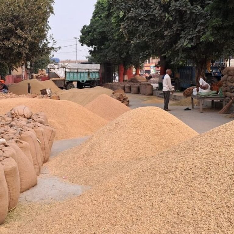 बासिनझोरी, बिरनपुर कला और सहसपुर लोहारा समिति का मामला:3 केंद्रों में 81.19 लाख का धान घोटाला, तौल पत्रक में खुद दस्तखत नहीं किए