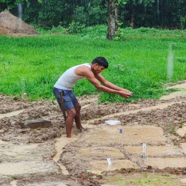 देसी धान बचाने का ऐसा जुनून:आधे एकड़ खेत में उगा दी 76 किस्में, रायगढ़ के किसान ने शुरू किया देसी धान संरक्षण अभियान