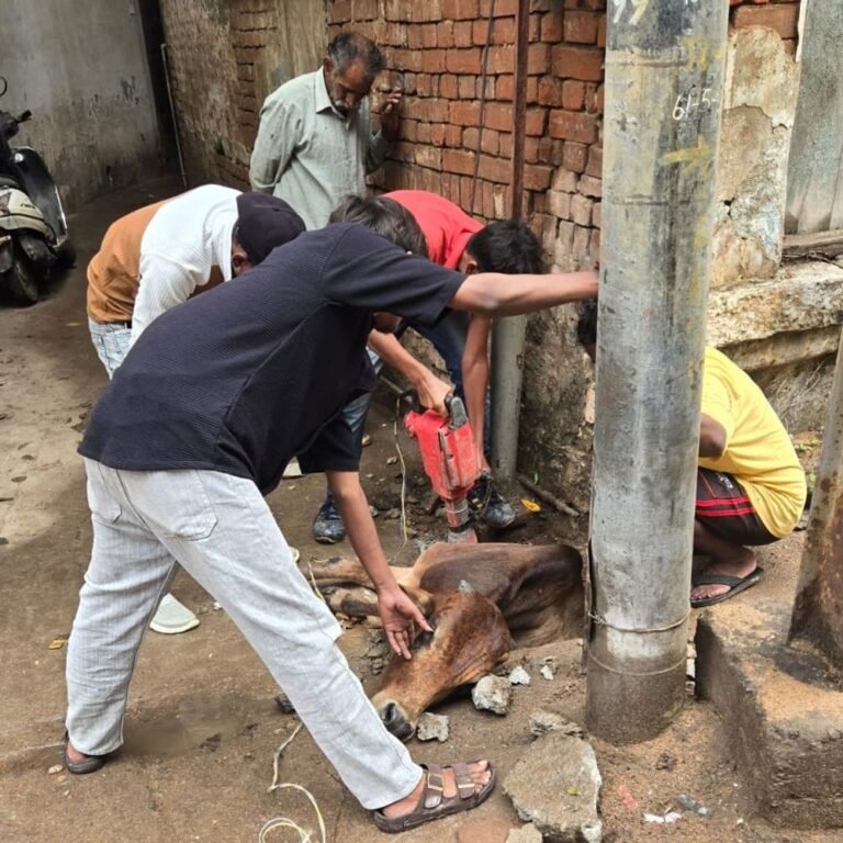 10 फीट गहरी नाली में गिरी गाय:राजनांदगांव में ड्रिल मशीन से तोड़ा गया पक्का नाला, मशक्कत के बाद सुरक्षित बाहर निकाला