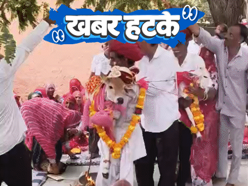 खबर हटके- बाढ़ में फ्रिज के अंदर बैठकर बचाई जान:मॉल के अंदर धान बोने का कॉम्पटीशन; बछड़ा-बछड़ी की शादी, गीत गाकर विदाई हुई