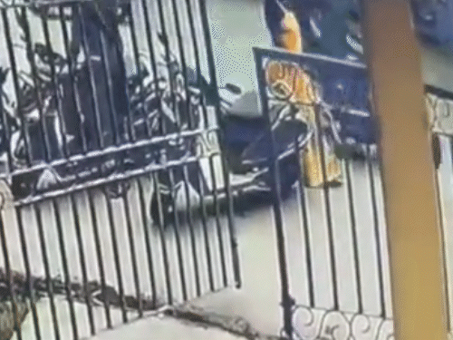 अंबिकापुर में थाने के सामने चैन स्नैचिंग,LIVE VIDEO:बाइक सवारों ने शिक्षा विभाग की सहायक संचालक को बनाया निशाना;3 तोला सोने की चैन लेकर भागे