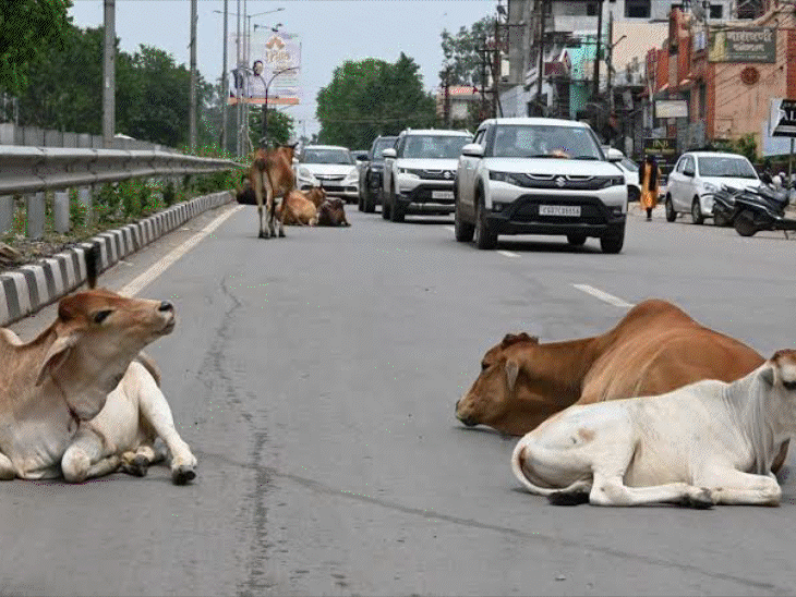 छत्तीसगढ़ में सालभर में सड़क-हादसों में 6,967 लोगों की मौत:नाराज CJ ने पूछा-क्या पुलिस का काम सिर्फ गाय हांकना है,NHAI ऑफिसर-कलेक्टर्स से मांगा शपथपत्र