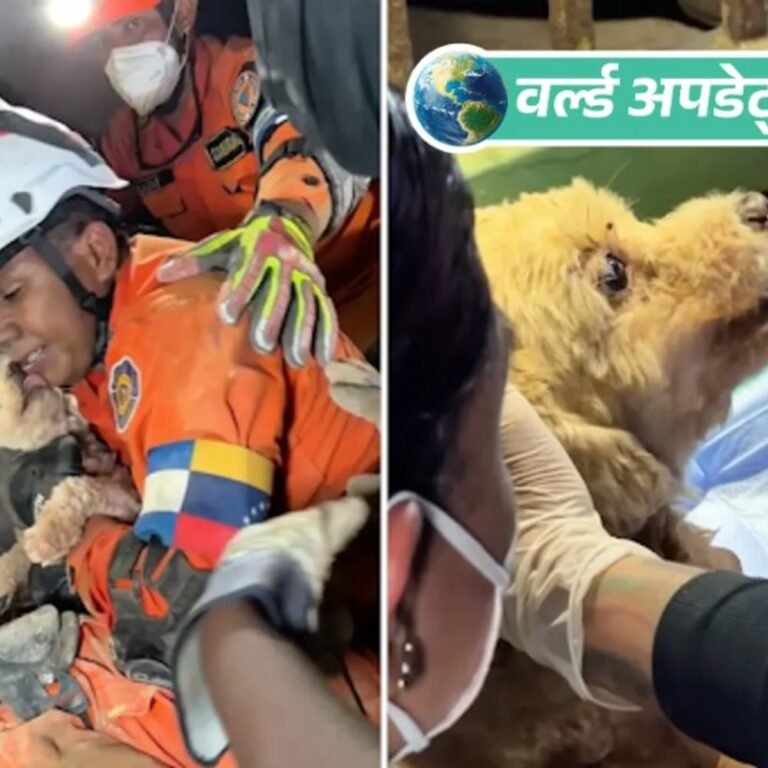 वर्ल्ड अपडेट्स:वेनेजुएला में चमत्कार: मलबे में 8 दिन से फंसा कुत्ता जिंदा मिला, रेस्क्यू टीम ने सुरक्षित निकाला