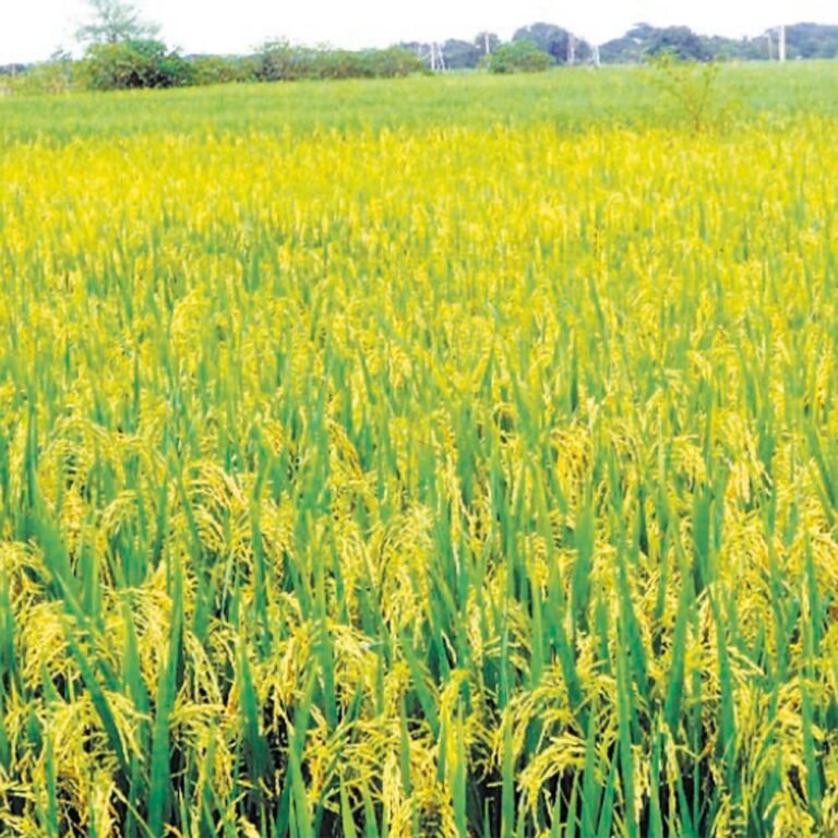 एल-नीनो का असर:50 हजार हेक्टेयर तक घट सकता है धान दलहन पर प्रति एकड़ 15 हजार रुपए मिलेंगे