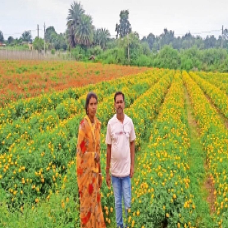 प्राकृतिक खेती को बढ़ावा दे रहीं ममता‎:गन्ने के चूरे और गोबर से खाद बनाकर 1.60 एकड़ खेत में उगा रहीं 4 फसलें