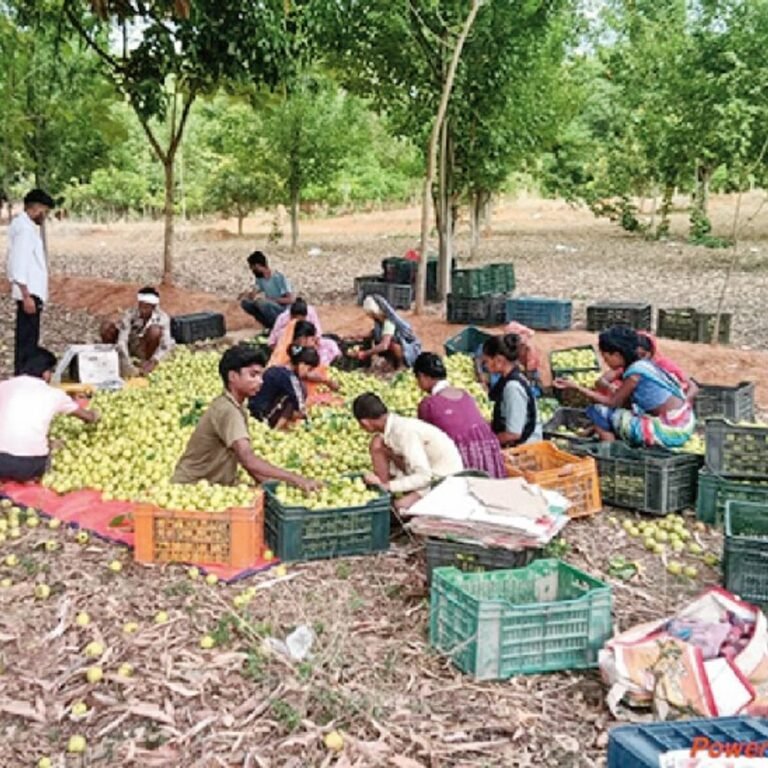 नाशपाती का नया हब बना बलरामपुर जिले का शंकरगढ़:1000 एकड़ में लहलहाए आम-नाशपाती के बगीचे, फल बेचकर सालाना 1 लाख कमाई‎, खरीदे ट्रैक्टर