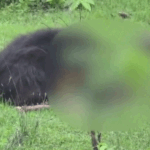 कांकेर में मौत के बाद शवों को नोचता रहा भालू,VIDEO:हमला कर 2 भाई-बहन को मार डाला, 3 लोग जख्मी, गांव में दहशत