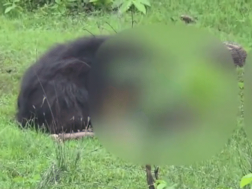 कांकेर में मौत के बाद शवों को नोचता रहा भालू,VIDEO:हमला कर 2 भाई-बहन को मार डाला, 3 लोग जख्मी, गांव में दहशत