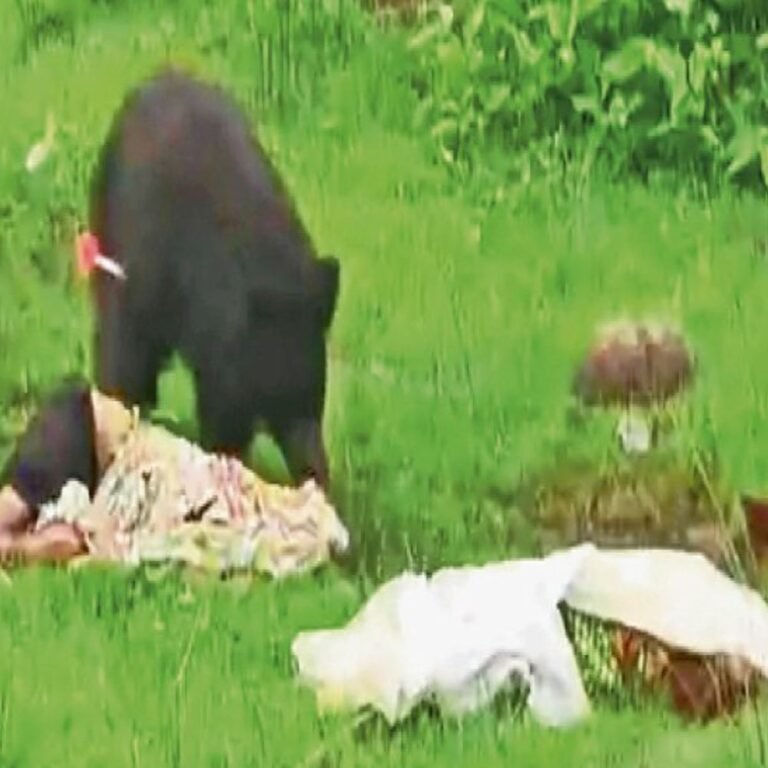 कांकेर में भालुओं का खूनी तांडव:2 बच्चों को बचाने भालू से भिड़ गए भाई-बहन दोनों की मौत; 5 घंटे शवों को चीरता रहा भालू