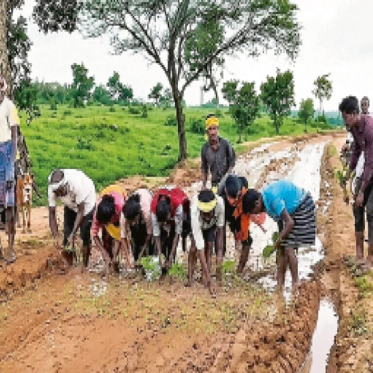 सिस्टम पर तंज:ठेकेदार ने खोदी सड़क, बारिश में 5 किमी तक सड़क पर कीचड़; इस पर नाराज ग्रामीणों ने कर दी धान की रोपाई